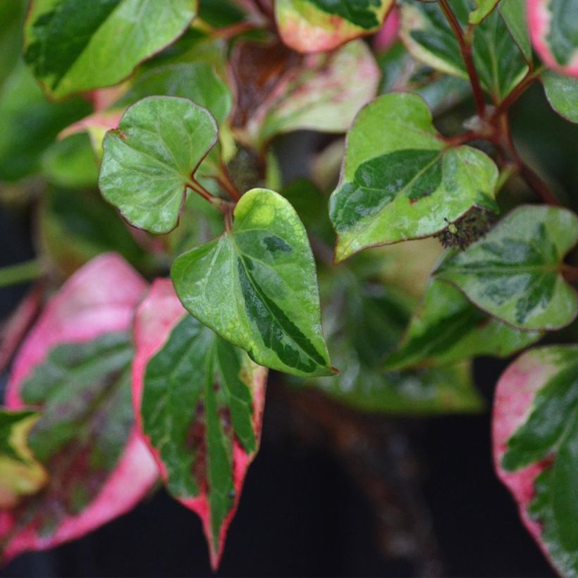 Houttuynia cordata Chameleon - Moerasanemoon (Blad)