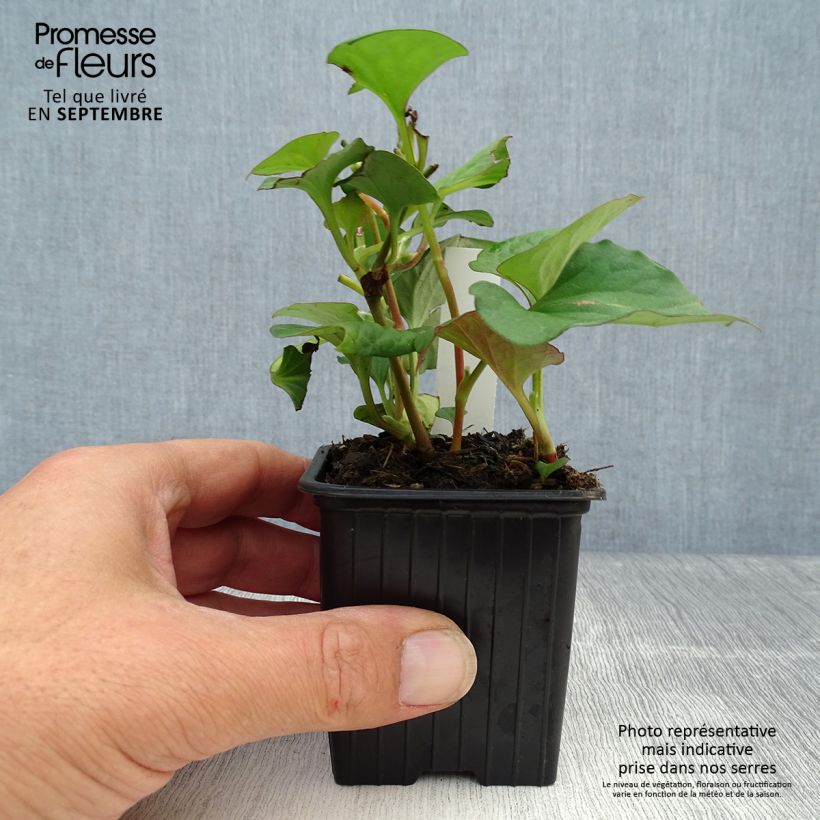 Exemplaar van Houttuynia cordata - Moerasanemoon Kweekpotje van 8/9 cm zoals geleverd in de herfst