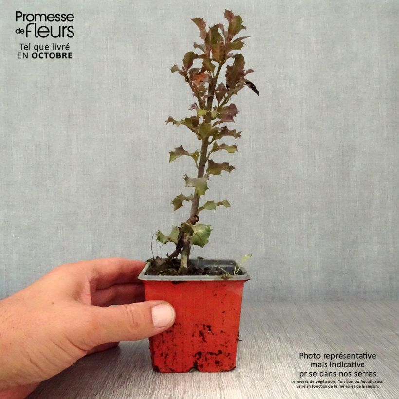 Exemplaar van Ilex meserveae Blue Angel - Kastanjebladige hulst Kweekpotje van 8/9 cm zoals geleverd in de herfst