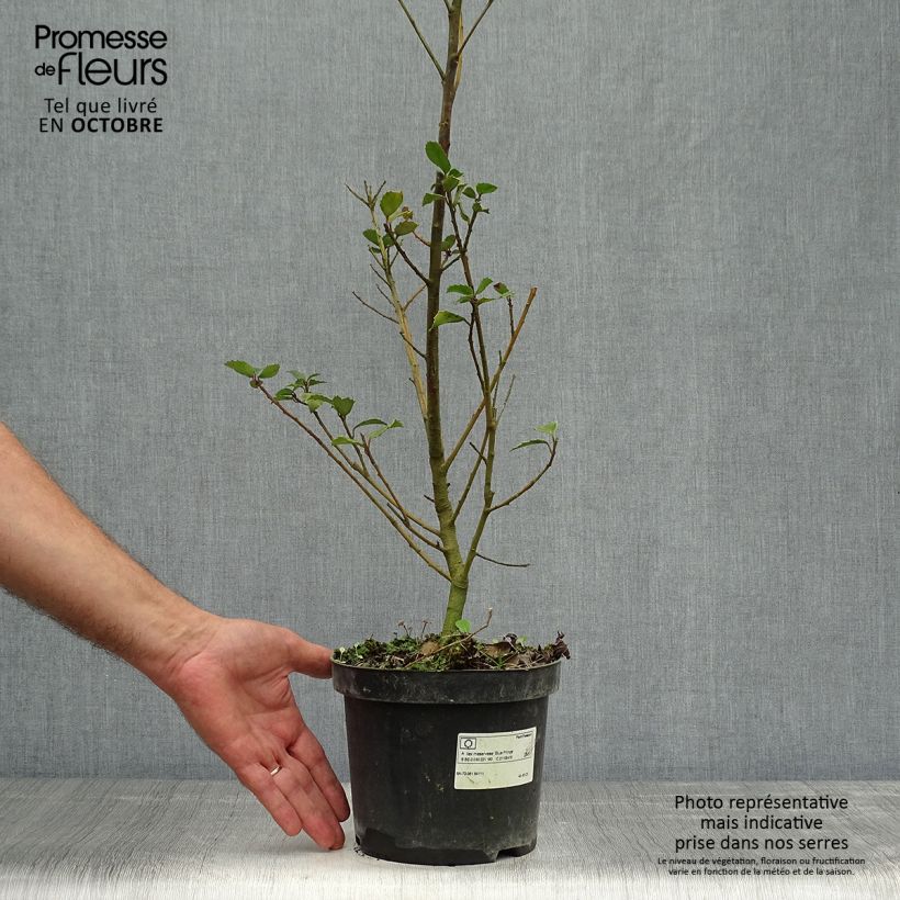 Exemplaar van Ilex meserveae Blue Prince - Blauwe hulst Pot van 2 l/3 l zoals geleverd in de herfst