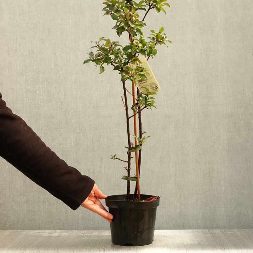 Exemplaar van Ilex meserveae Blue Princess - Kastanjebladige hulst Pot van 2 l/3 l zoals geleverd in de herfst