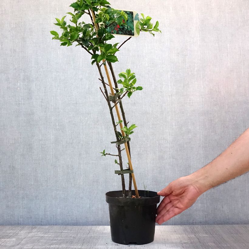Exemplaar van Ilex meserveae Blue Princess - Kastanjebladige hulst Pot van 2 l/3 l zoals geleverd in de zomer