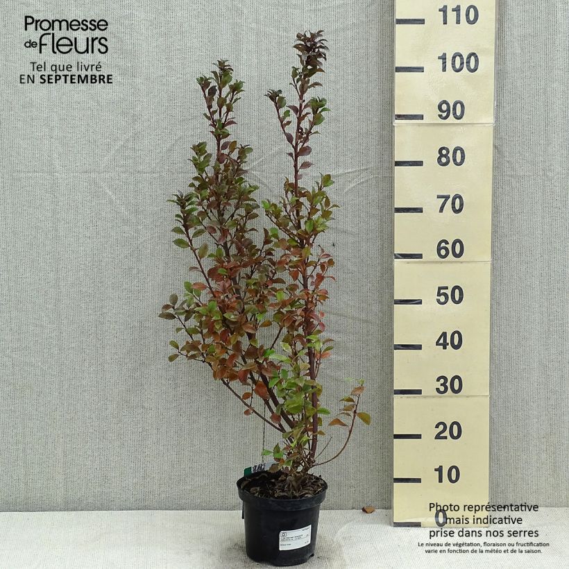 Exemplaar van Ilex meserveae Heckenstar - Blauwe hulst Pot van 2 l/3 l zoals geleverd in de zomer