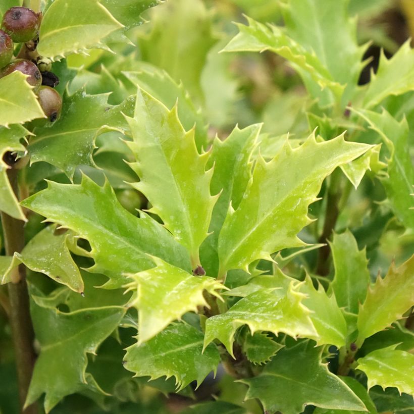 Ilex meserveae Magical Amoro Rosso - Kastanjebladige hulst (Blad)