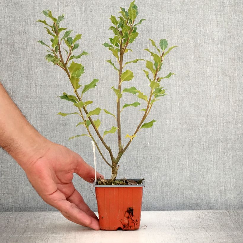 Exemplaar van Ilex meserveae Magical Amoro Rosso - Kastanjebladige hulst Kweekpotje van 8/9 cm zoals geleverd in de zomer