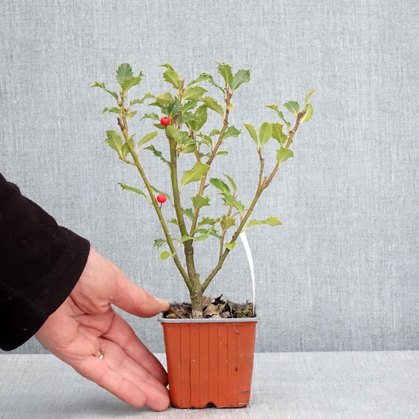 Exemplaar van Ilex meserveae Magical Amoro Rosso - Kastanjebladige hulst Kweekpotje van 8/9 cm zoals geleverd in de lente