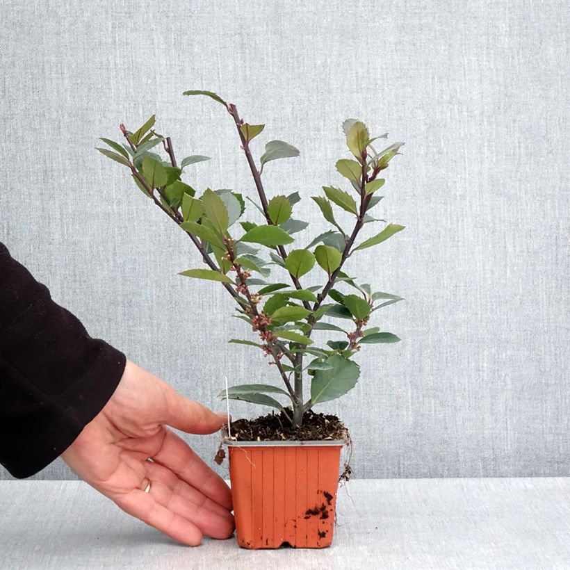 Exemplaar van Ilex meserveae Heckenblau - Blauwe hulst Kweekpotje van 8/9 cm zoals geleverd in de lente