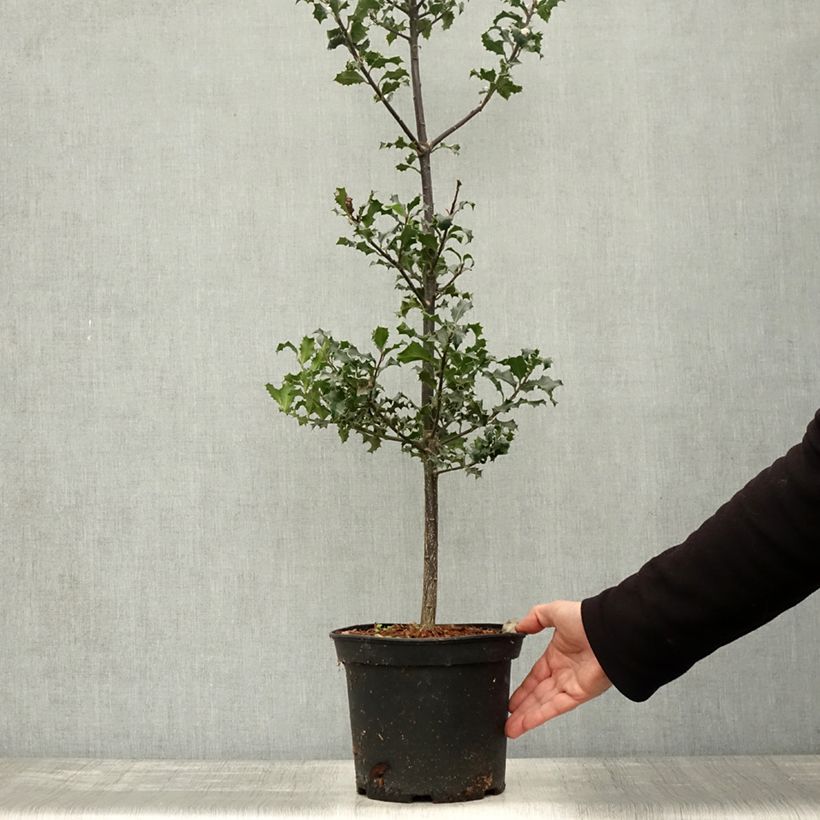 Exemplaar van Ilex aquifolium - Hulst Pot van 7,5 l/10 l zoals geleverd in de herfst