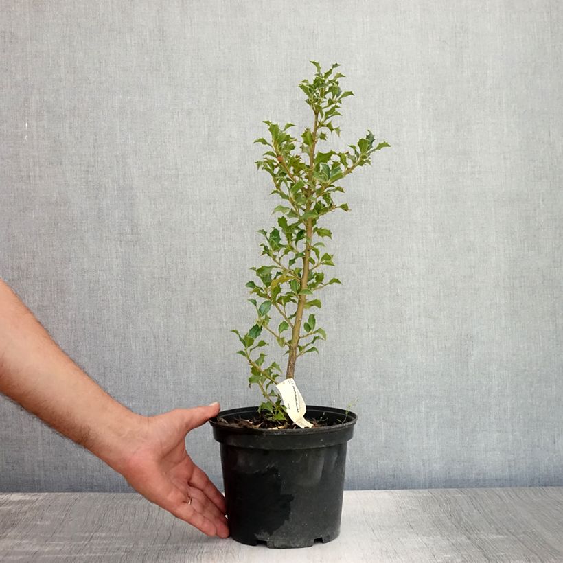 Exemplaar van Ilex aquifolium Alaska - Hulst Pot van 2 l/3 l zoals geleverd in de zomer