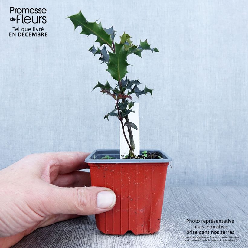 Exemplaar van Ilex aquifolium JC Van Tol - Hulst Kweekpotje van 8/9 cm zoals geleverd in de herfst