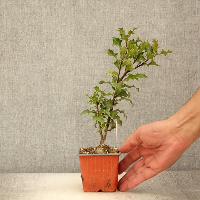 Exemplaar van Ilex aquifolium JC Van Tol - Hulst Kweekpotje van 8/9 cm zoals geleverd in de zomer