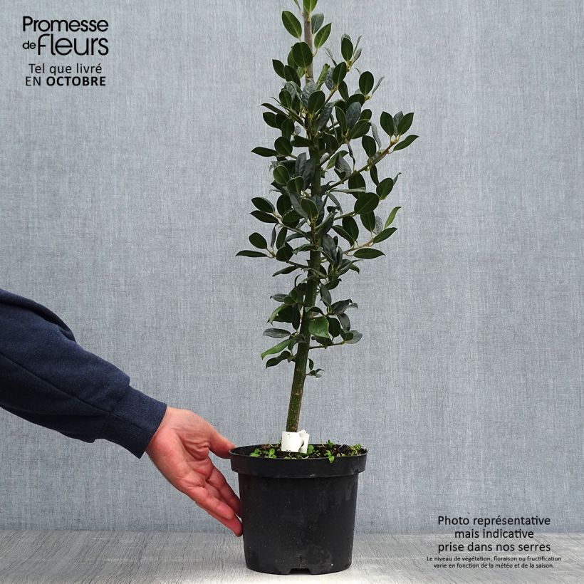 Exemplaar van Ilex aquifolium JC Van Tol - Hulst Pot van 2 l/3 l zoals geleverd in de herfst