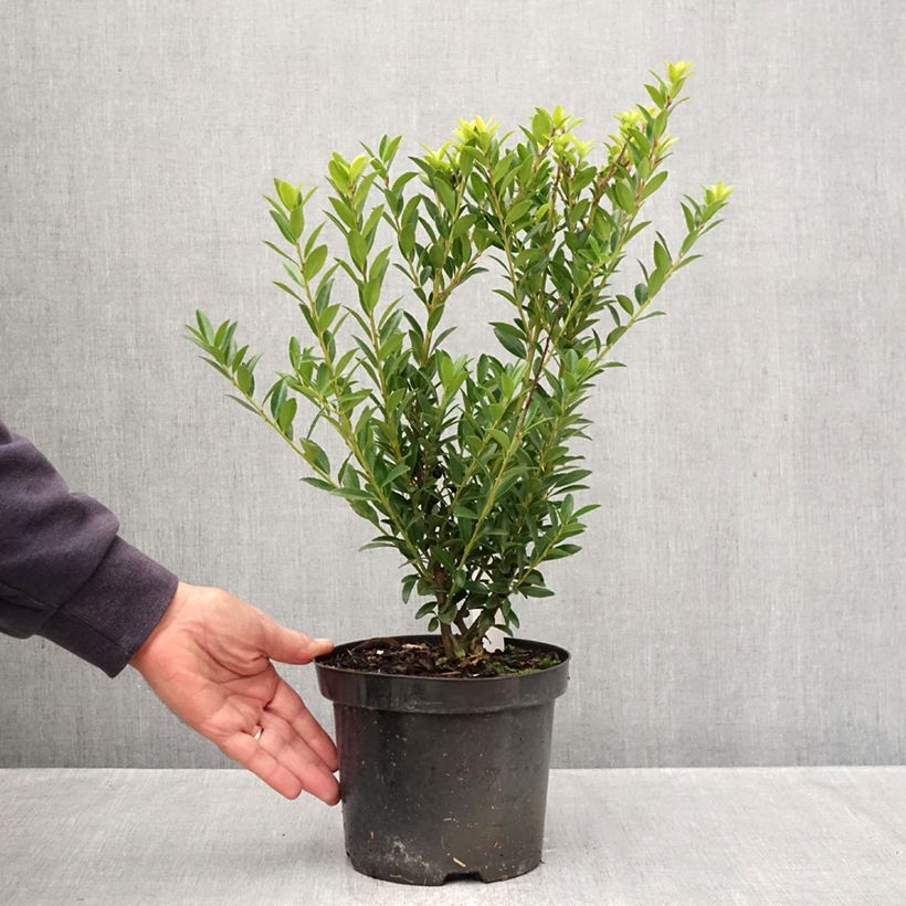 Exemplaar van Ilex crenata Blondie - Hulst Pot van 2 l/3 l zoals geleverd in de herfst