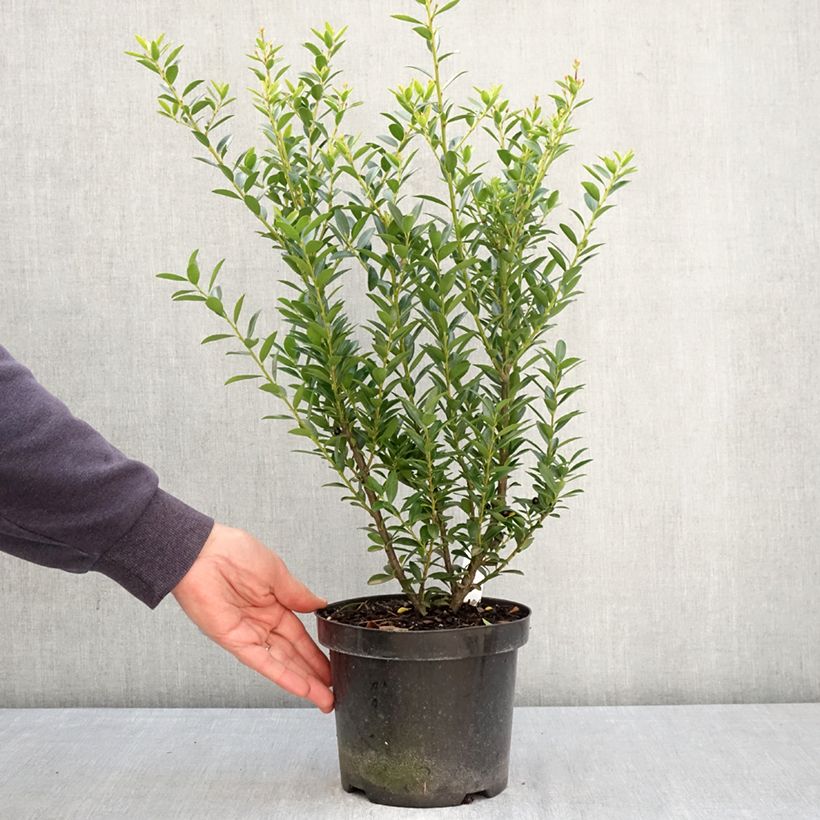 Exemplaar van Ilex crenata Blondie - Hulst Pot van 2 l/3 l zoals geleverd in de lente