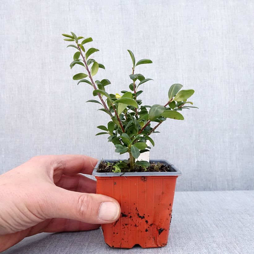 Exemplaar van Houx crénelé - Ilex crenata Convexa Godet de 8/9 cm zoals geleverd in de winter