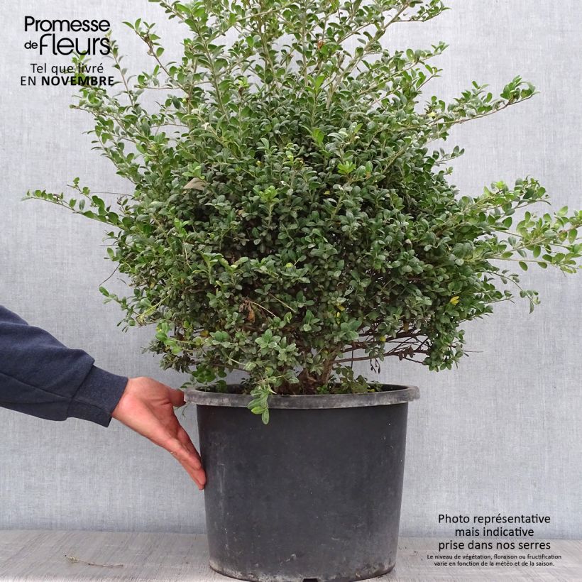 Exemplaar van Ilex crenata Convexa in bolvorm gevormd - Japanse hulst Pot van 7,5 l/10 l, Bolboom zoals geleverd in de herfst