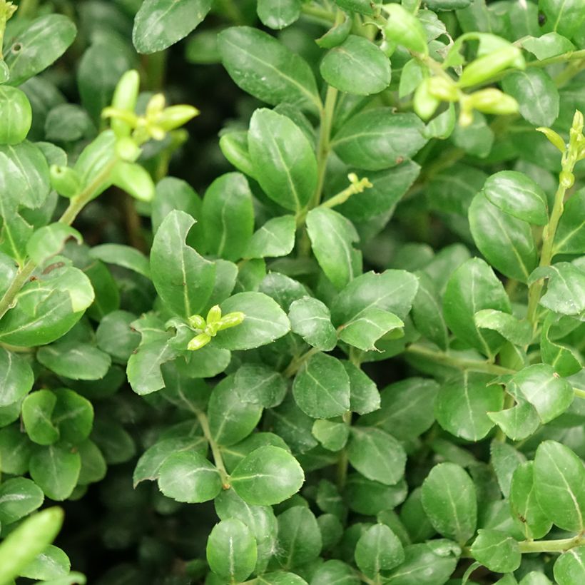 Ilex crenata Convexa in bolvorm gevormd - Japanse hulst (Blad)