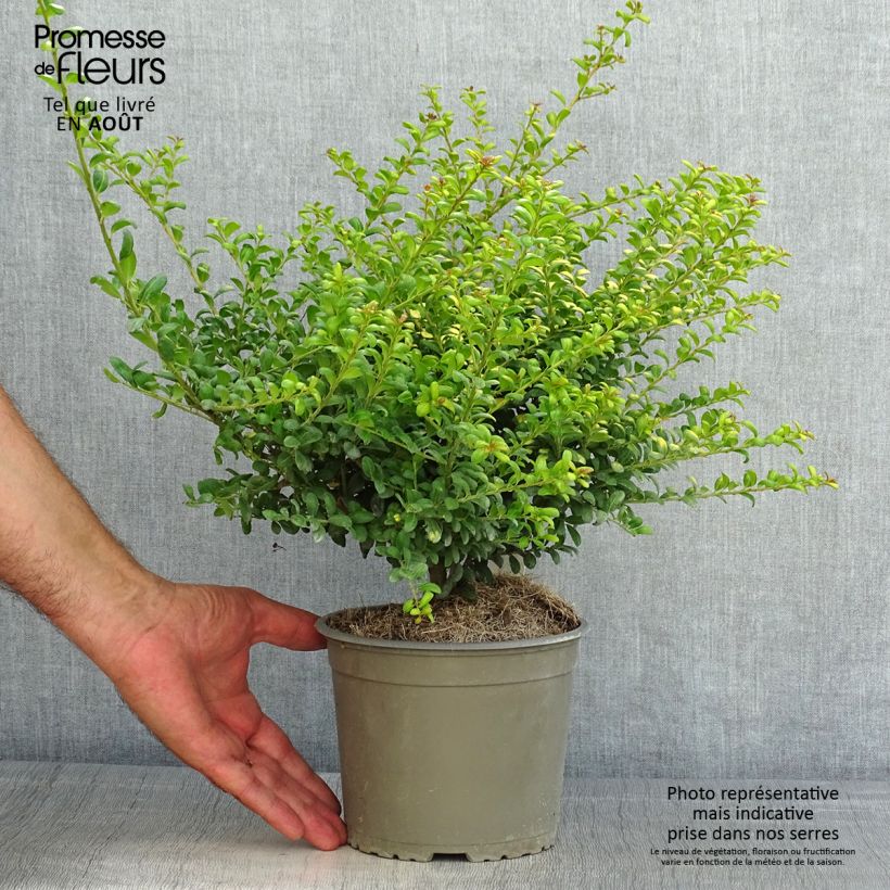Exemplaar van Ilex crenata Convexed Gold - Japanse hulst Pot van 12 cm / 13 cm zoals geleverd in de zomer