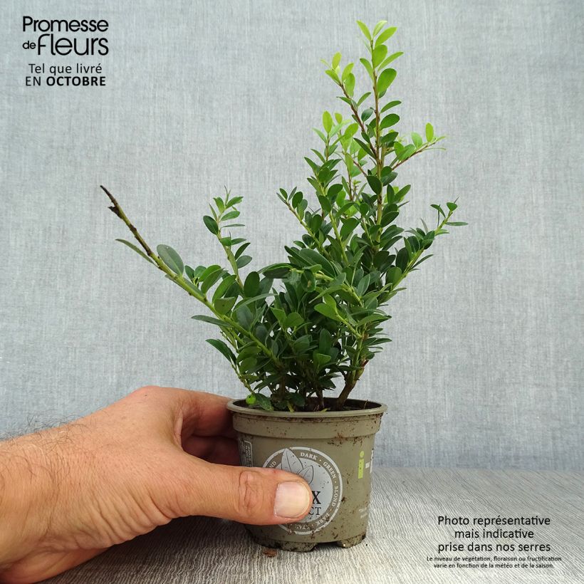 Exemplaar van Ilex crenata Dark Green - Japanse hulst Kweekpotje van 8/9 cm zoals geleverd in de herfst