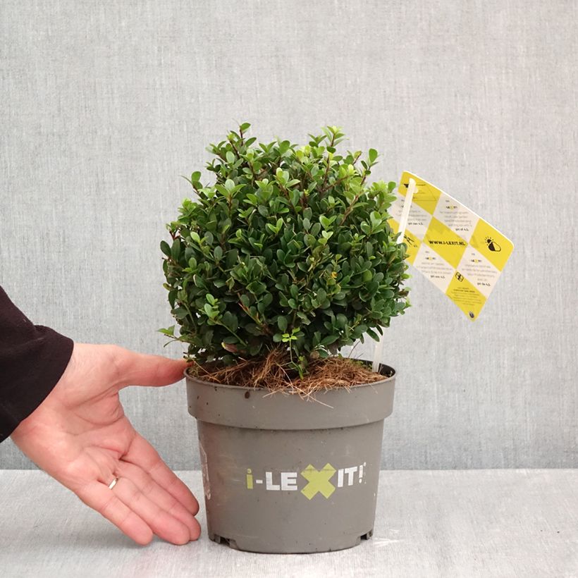 Exemplaar van Ilex crenata Dark Green - Japanse hulst Pot van 2 l/3 l, Bolboom zoals geleverd in de herfst