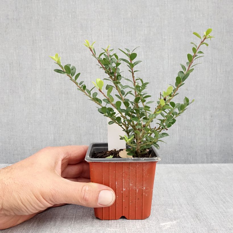 Exemplaar van Ilex crenata Glory Gem - Japanse hulst Kweekpotje van 8/9 cm zoals geleverd in de herfst