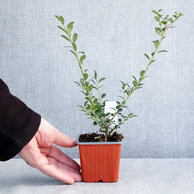 Exemplaar van Ilex crenata Glory Gem - Japanse hulst Kweekpotje van 8/9 cm zoals geleverd in de winter
