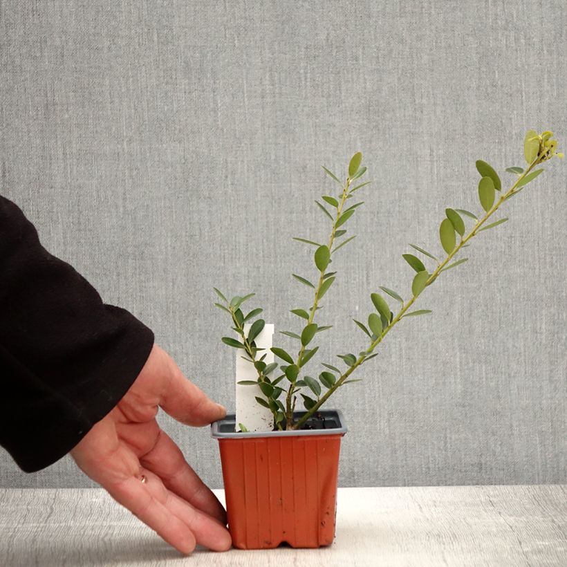 Example of Ilex crenata Green Hedge - Japanse hulst Kweekpotje van 8/9 cm as you get in printemps