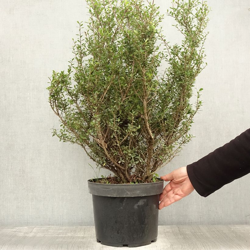 Exemplaar van Houx crénelé - Ilex crenata Green Hedge Pot de 7,5L/10L zoals geleverd in de herfst