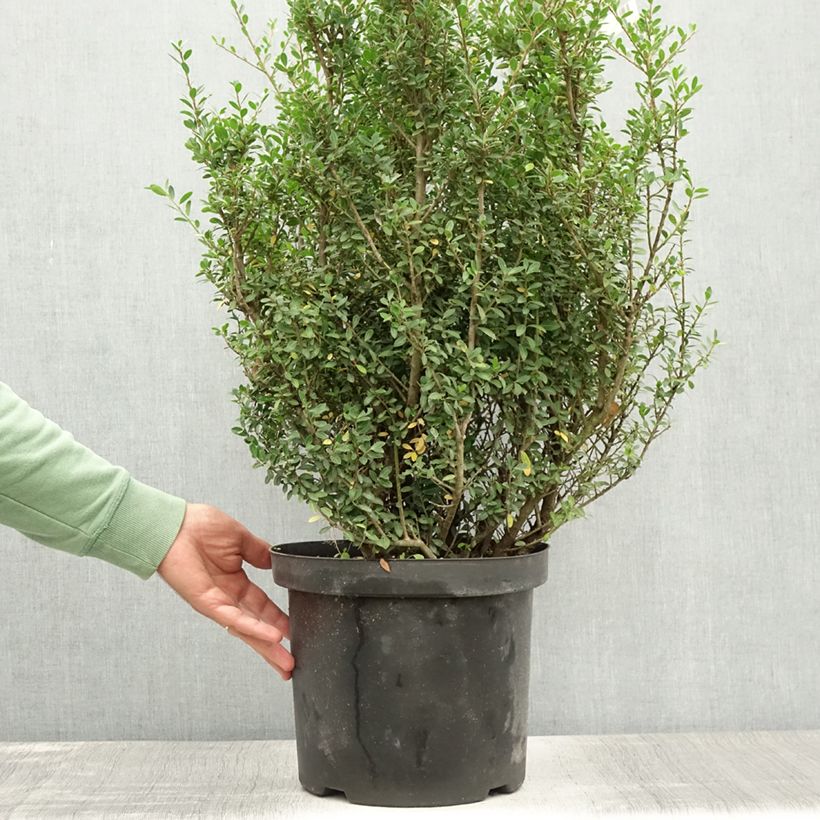 Exemplaar van Ilex crenata Green Hedge - Japanse hulst Pot van 7,5 l/10 l zoals geleverd in de zomer