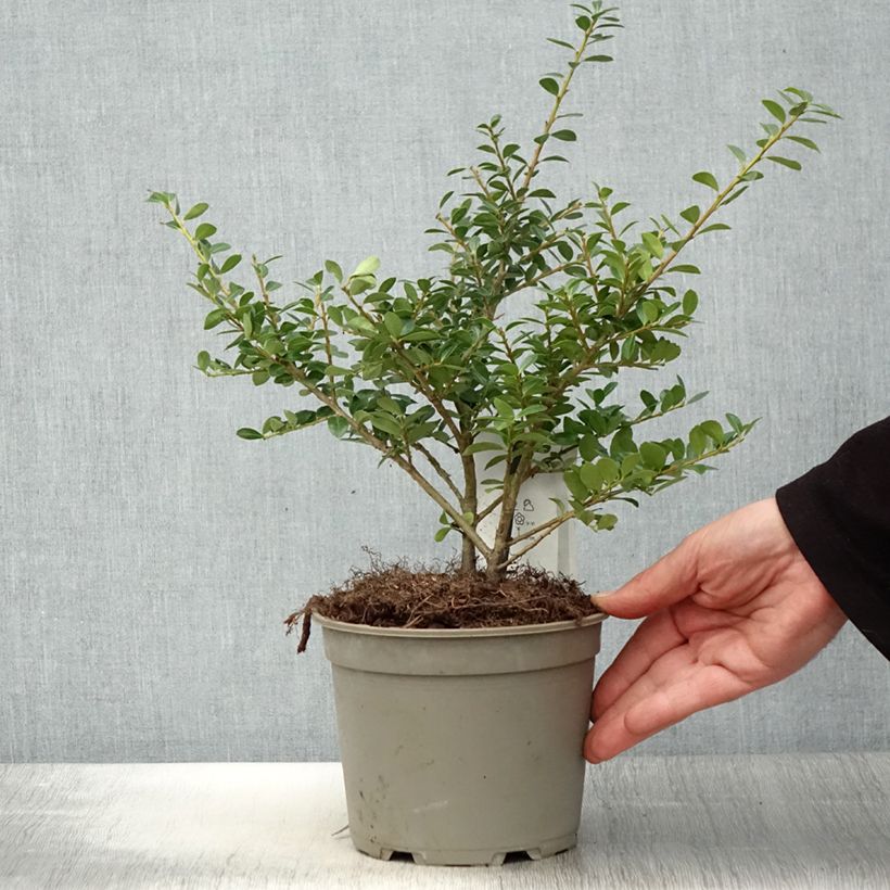 Exemplaar van Ilex crenata Green Lustre - Japanse hulst Pot van 2 l/3 l zoals geleverd in de lente