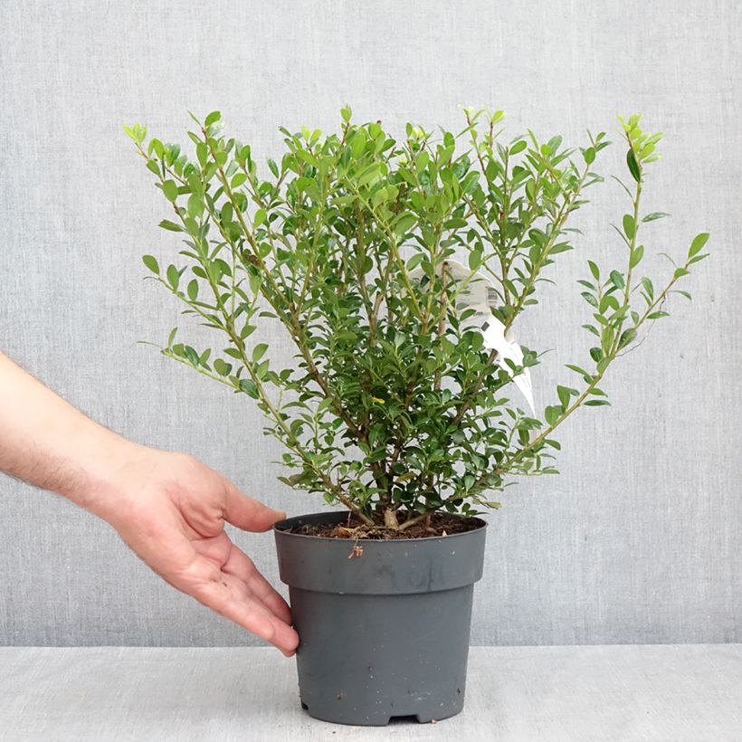Exemplaar van Ilex crenata Luxus Hedge - Japanse hulst Pot van 2 l/3 l zoals geleverd in de herfst