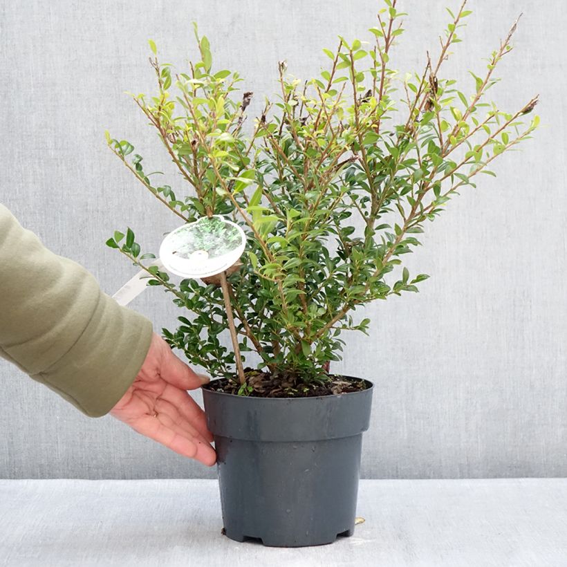 Example of Ilex crenata Luxus Hedge - Japanse hulst Pot van 2 l/3 l as you get in hiver