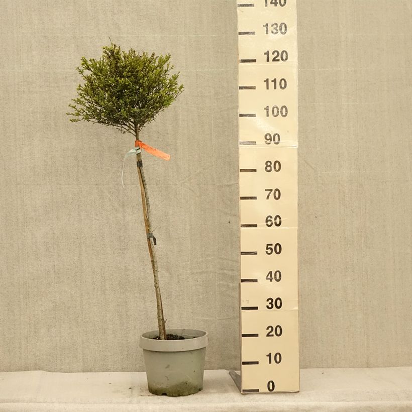 Exemplaar van Ilex crenata Kinme - Japanse hulst Pot van 7,5 l/10 l, Kwartstam zoals geleverd in de herfst