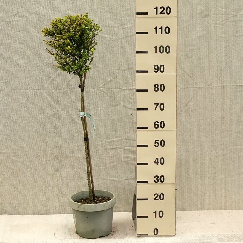 Exemplaar van Ilex crenata Kinme - Japanse hulst Pot van 7,5 l/10 l, Kwartstam zoals geleverd in de zomer