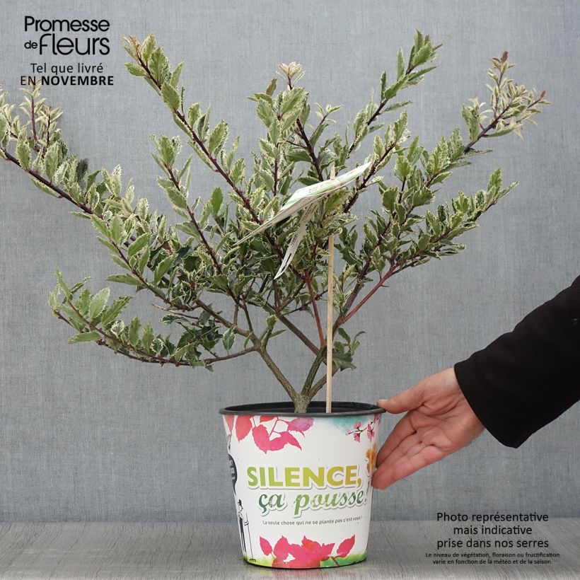 Exemplaar van Ilex aquifolium Ingramii - Hulst Pot van 2 l/3 l zoals geleverd in de herfst