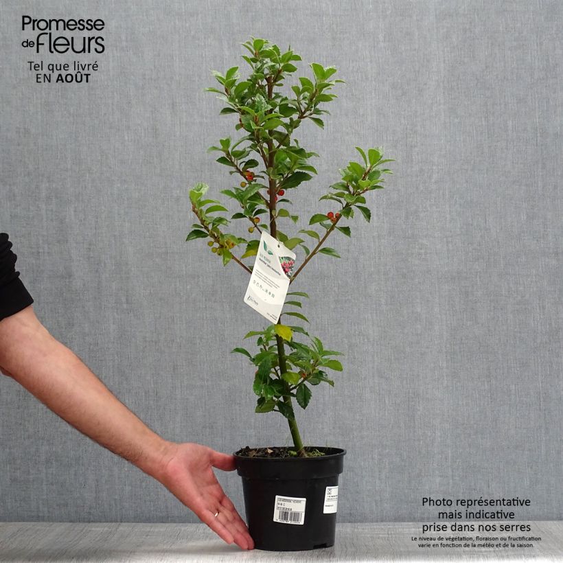 Exemplaar van Ilex meserveae Heckenfee - Kastanjebladige hulst Pot van 2 l/3 l zoals geleverd in de zomer
