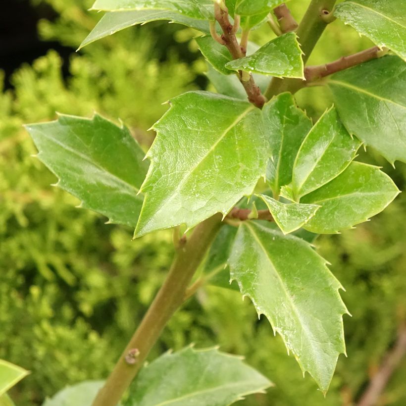 Ilex meserveae Heckenfee - Kastanjebladige hulst (Blad)