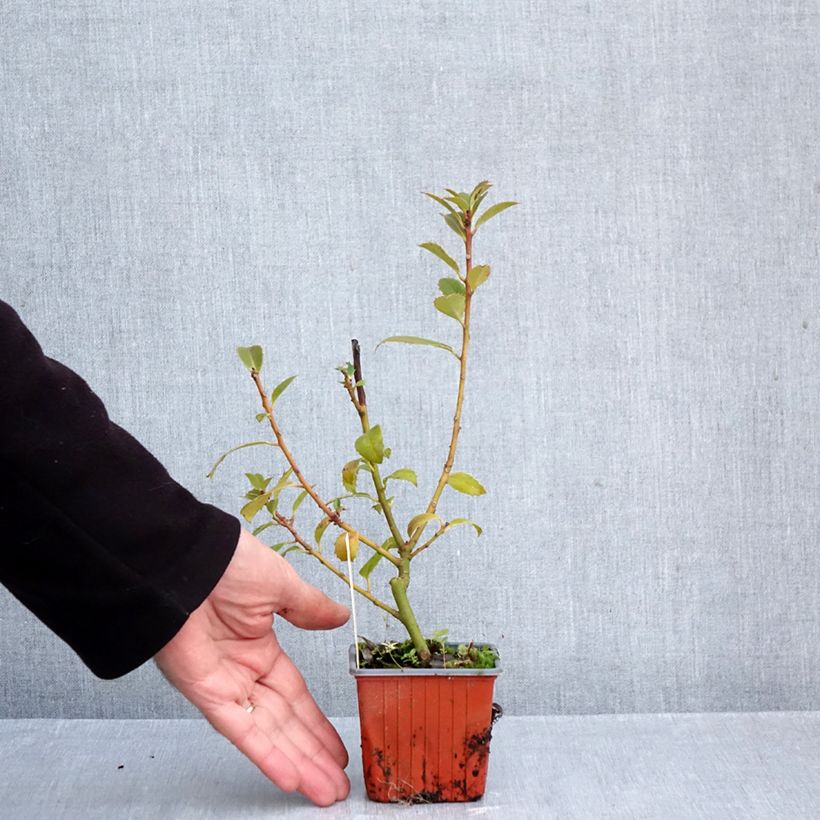 Exemplaar van Ilex meserveae Heckenpracht - Kastanjebladige hulst Kweekpotje van 8/9 cm zoals geleverd in de herfst