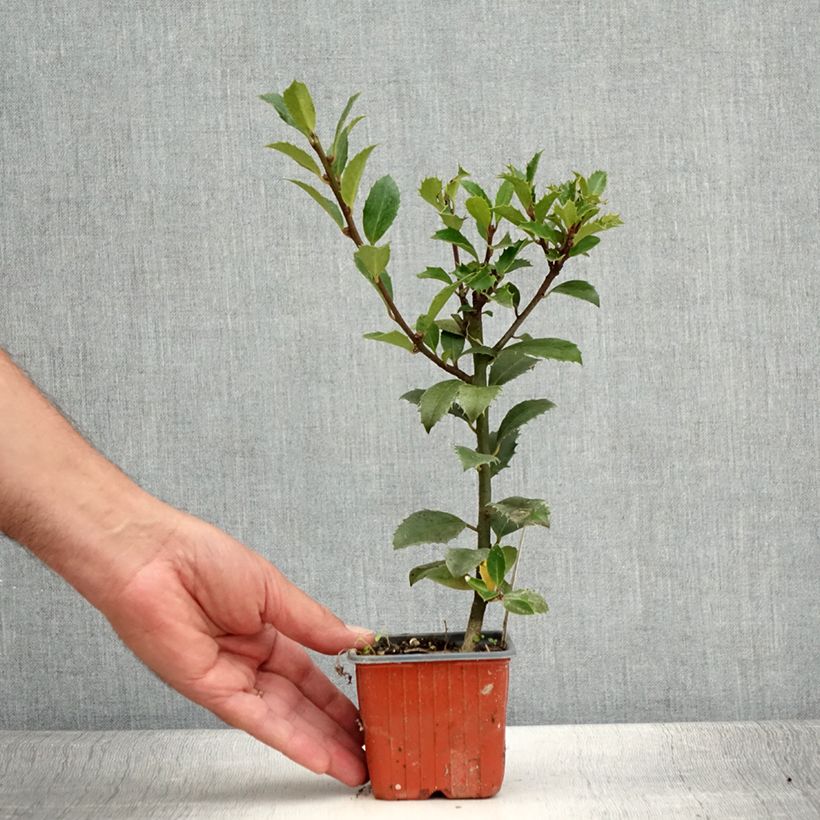 Exemplaar van Ilex meserveae Heckenpracht - Kastanjebladige hulst Kweekpotje van 8/9 cm zoals geleverd in de zomer