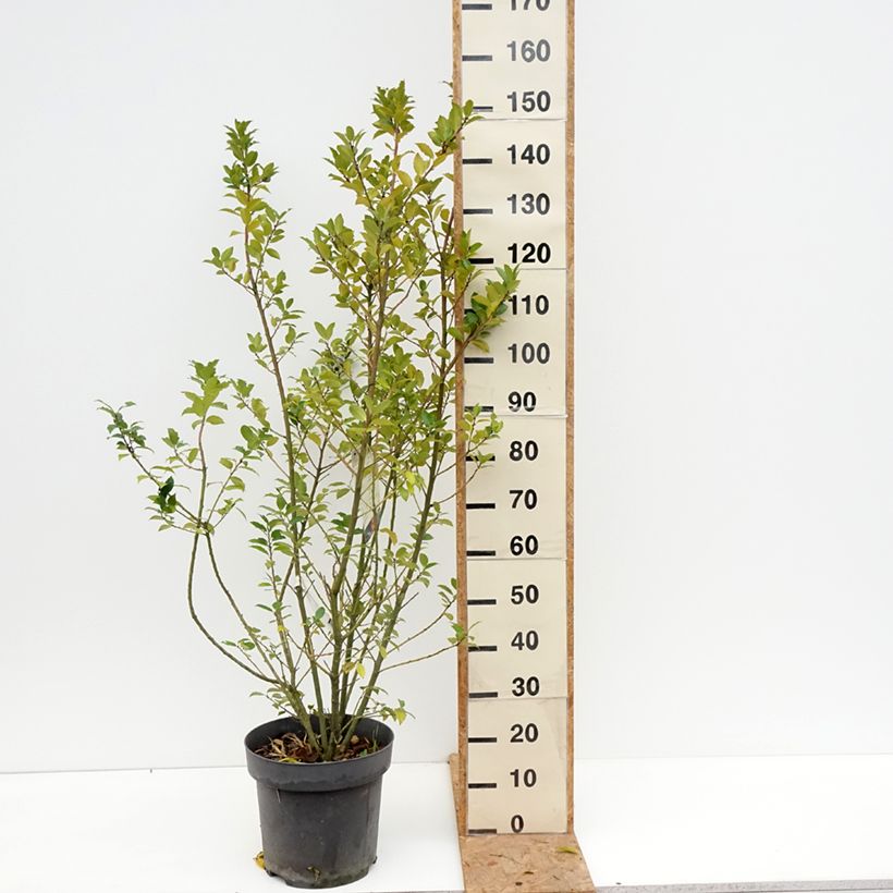Exemplaar van Ilex meserveae Mesid - Kastanjebladige hulst Pot van 12 l/15 l zoals geleverd in de herfst