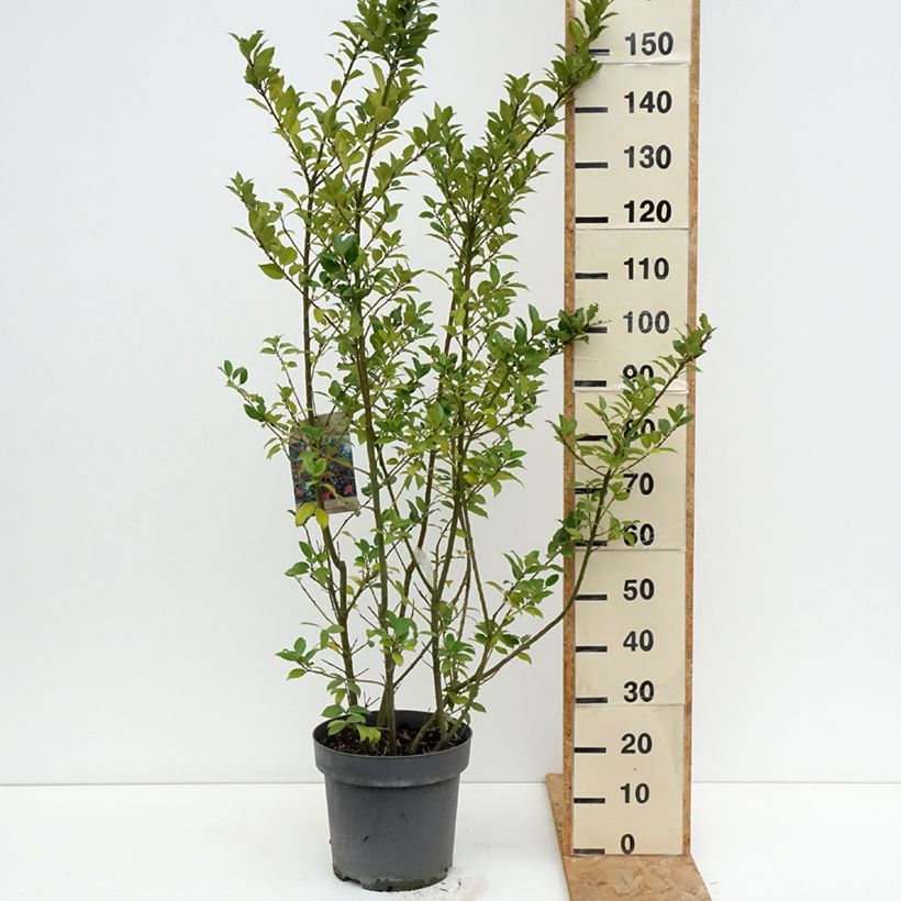 Exemplaar van Ilex meserveae Mesid - Kastanjebladige hulst Pot van 12 l/15 l zoals geleverd in de zomer