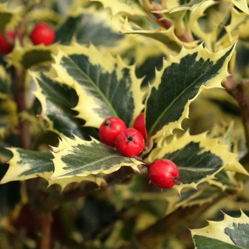 Ilex aquifolium Argenteomarginata - Hulst bont (Oogst)