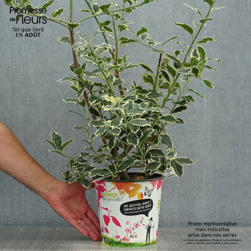 Exemplaar van Ilex aquifolium Argenteomarginata - Hulst bont Pot van 2 l/3 l zoals geleverd in de zomer