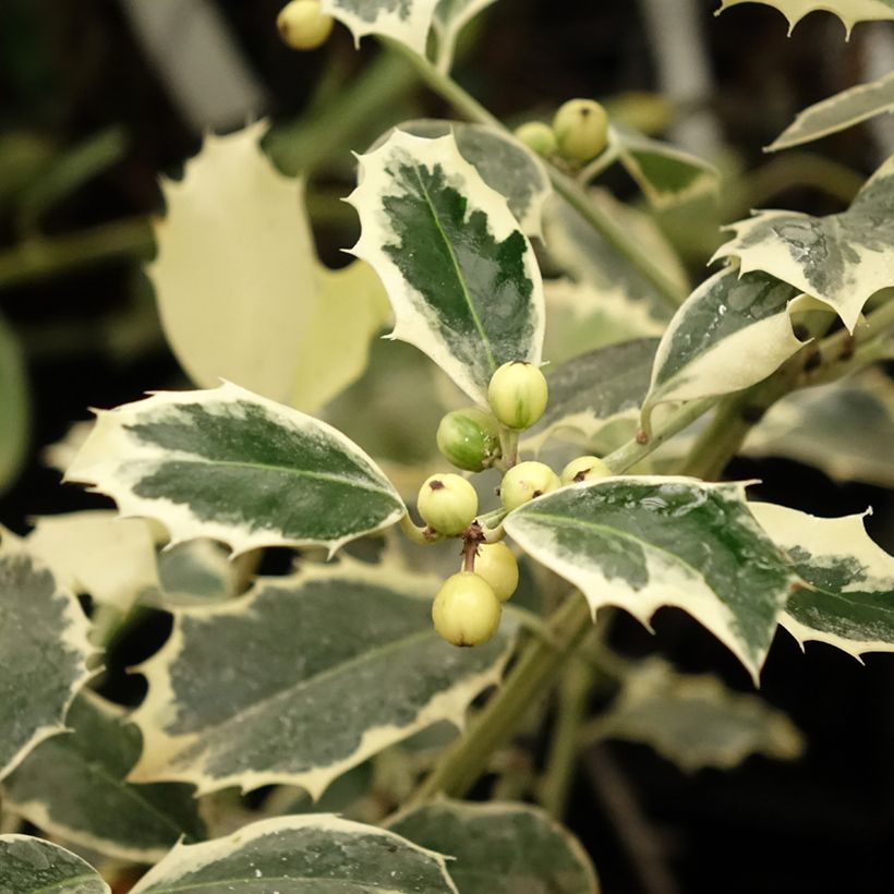Ilex aquifolium Argenteomarginata - Hulst bont (Blad)