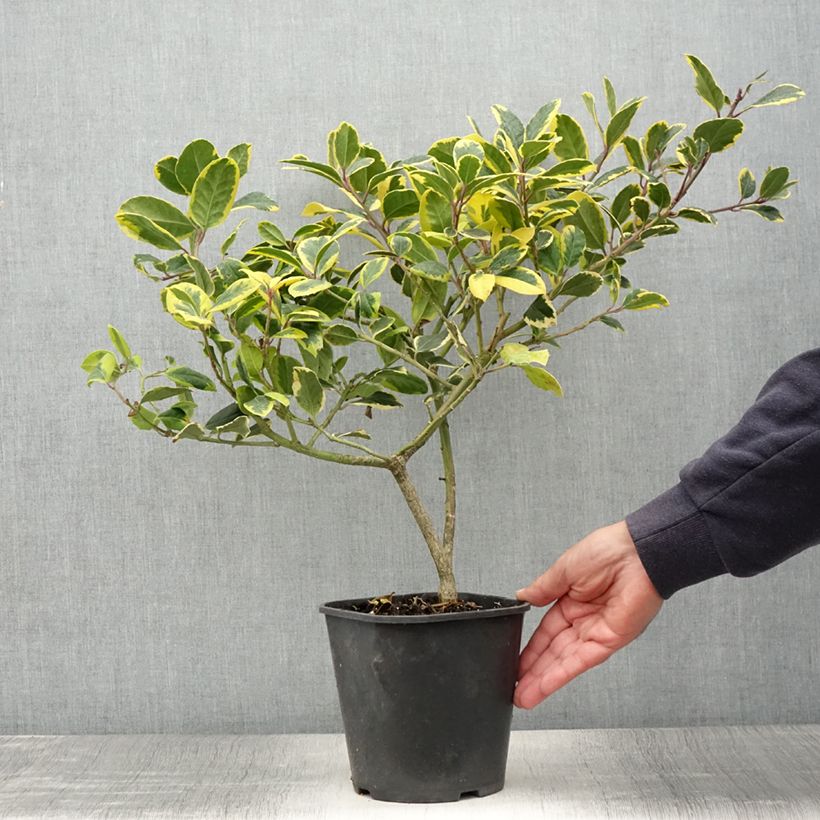 Exemplaar van Ilex Golden King - Kastanjebladige hulst Pot van 2 l/3 l zoals geleverd in de zomer