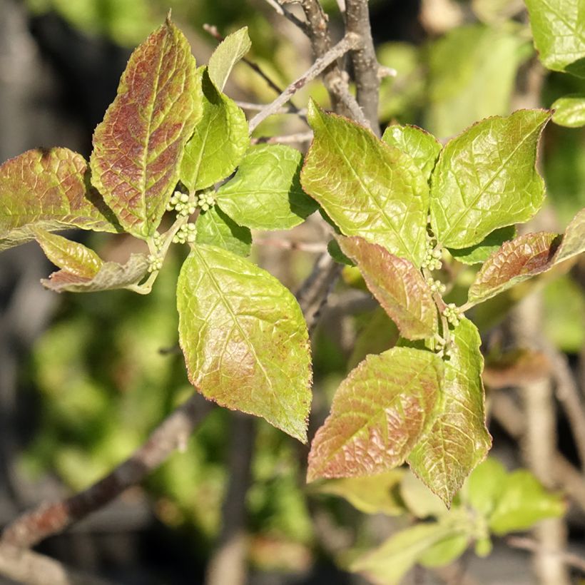 Ilex verticillata Oosterwijk - Winterbes (Blad)