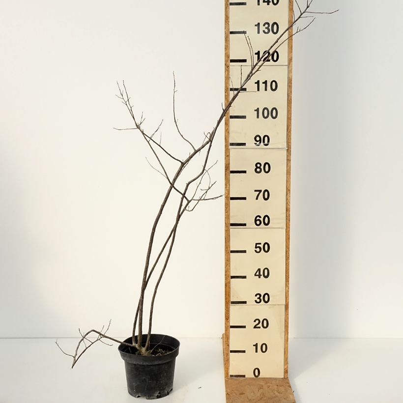 Exemplaar van Ilex verticillata Oosterwijk - Winterbes Pot van 4 l/5 l zoals geleverd in de herfst