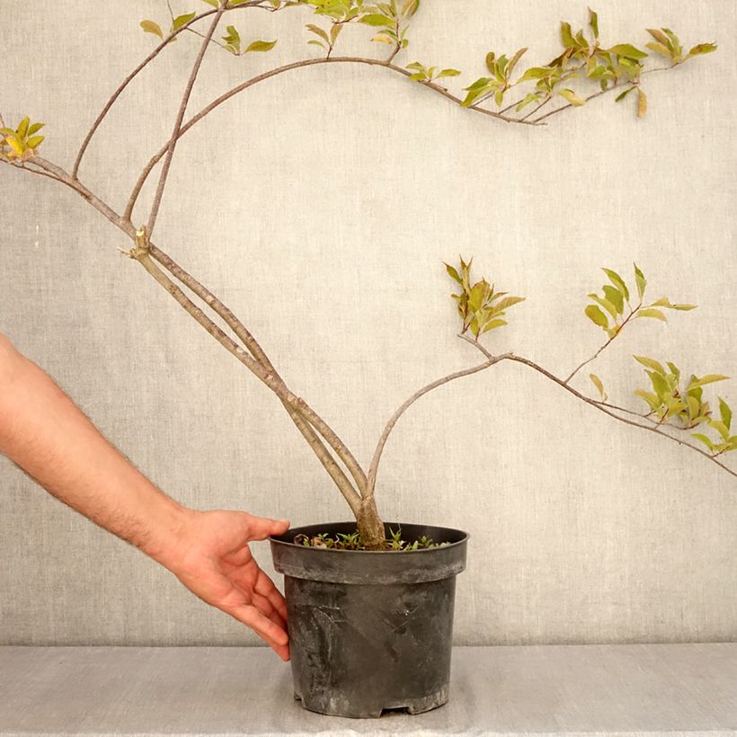 Exemplaar van Ilex verticillata Oosterwijk - Winterbes Pot van 4 l/5 l zoals geleverd in de zomer