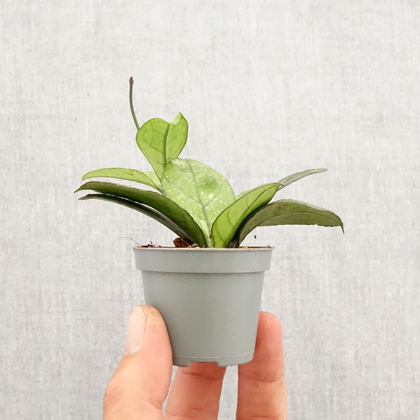 Example of Hoya callistophylla Sabah - Wasbloem Mini-kamerplanten as you get in printemps