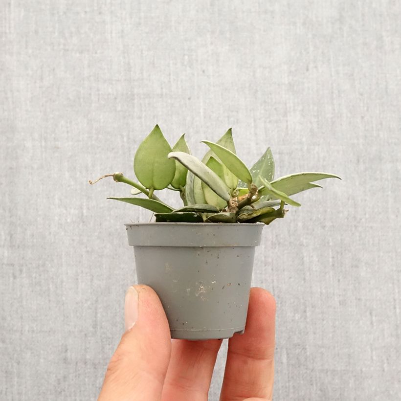 Exemplaar van Hoya krohniana Eskimo - Wasbloem Mini-kamerplanten zoals geleverd in de lente